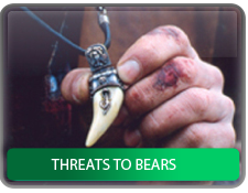 Threats to bears 