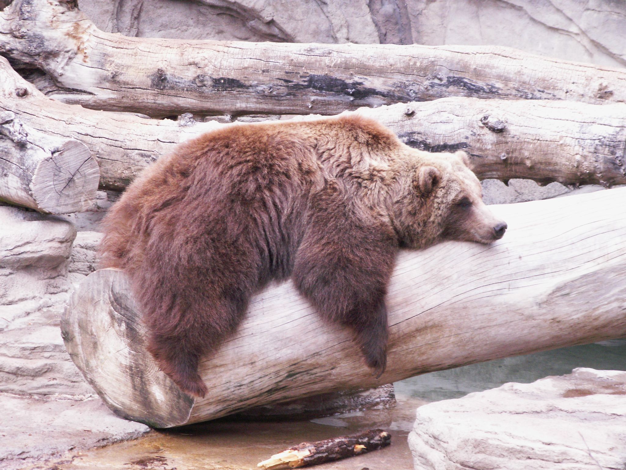 brownbearlounging