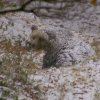 gallery_36