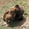 gallery_37