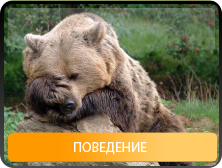Поведение